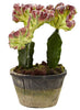 4843-S2 Colorful Cactus Set of 2 Faux Plants by Nearly Natural | 9.5 & 10"