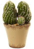 4844 Artificial Cactus Garden w/Ceramic Planter by Nearly Natural | 11.5"
