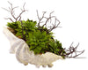 4851 Artificial Succulent Garden in Faux Sea Shell by Nearly Natural | 11"