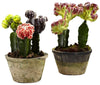 4843-S2 Colorful Cactus Set of 2 Faux Plants by Nearly Natural | 9.5 & 10"