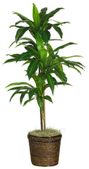 6585-0308 Dracaena Artificial Tree with Planter by Nearly Natural | 4 feet