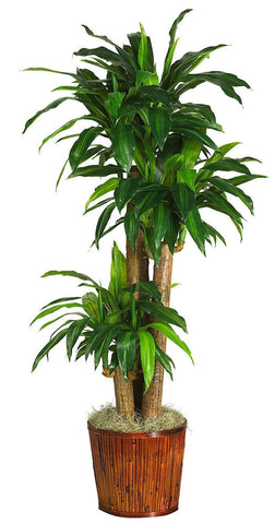6584-0508 Dracaena Silk Tree with Bamboo Planter by Nearly Natural | 62 inches