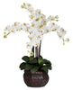 1211-CR Cream Phalaenopsis Silk Orchid in 8 colors by Nearly Natural | 31 inches