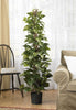 6613 Pothos Artificial Silk Plant w/Planter by Nearly Natural | 63 inches