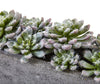 4544 Succulent Garden Faux Plant with Planter by Nearly Natural | 13.5"