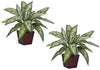 6694-S2 Chinese Evergreen Silver Queen S/2 Silk Plants by Nearly Natural | 12"
