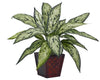 6694-S2 Chinese Evergreen Silver Queen S/2 Silk Plants by Nearly Natural | 12"