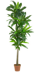 6596 Dracaena Artificial Silk Tree with Planter by Nearly Natural | 6 feet