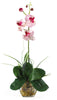 1051-WP Pink & White Mini Silk Phalaenopsis in Water in 2 colors by Nearly Natural | 20"