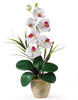 1016-WH White Phalaenopsis Silk Orchid in 8 colors by Nearly Natural | 21 inches