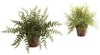 4826-S2 Set of 2 Silk Fern Plants with Planters by Nearly Natural | 12 inches