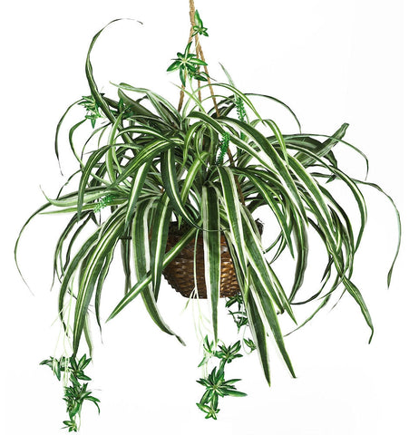 6607 Spider Silk Plant in Wicker Basket by Nearly Natural | 27 inches